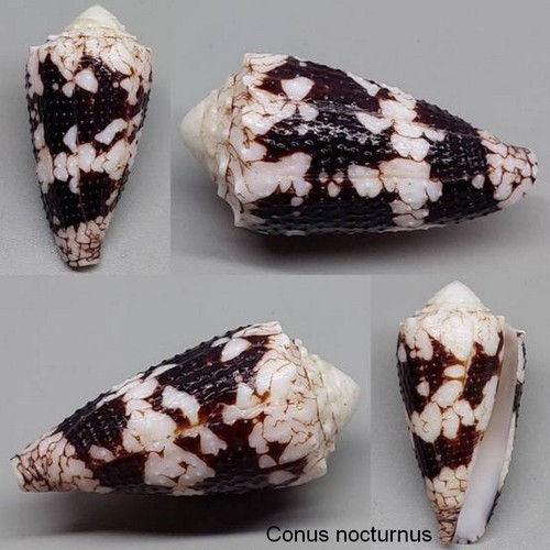 Coquillage collection - coquillage,