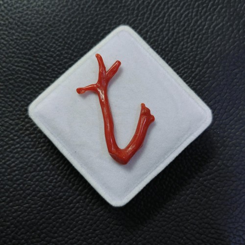 Branche corail rouge - branche,