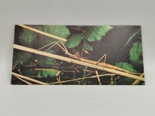 Nestlé MERVEILLES DU MONDE Carte N°215 "le phasme"