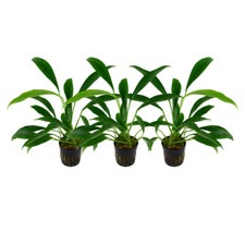 Aquarium Plante 3 Pièce