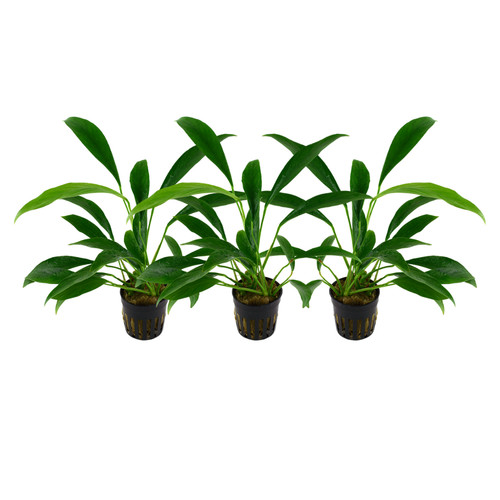Aquarium plante pièce - plante, 3