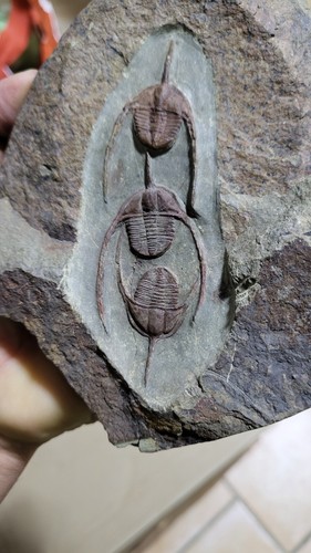 Trilobite ampyx priscus - trilobite,