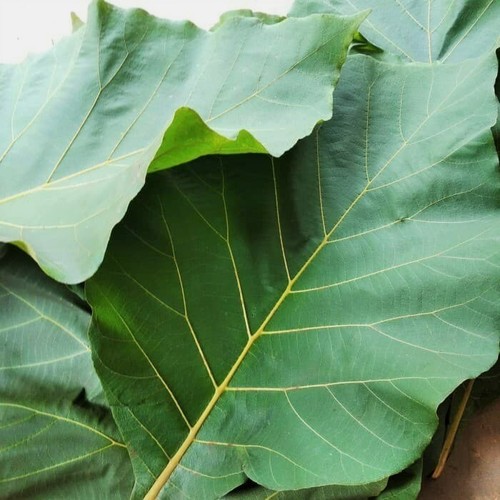 Teak leaves sri lanka - sri, 100%