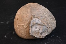 Oursin fossile Echinocorys Tenuituberculata Nizan Haute  Garonne France 160g