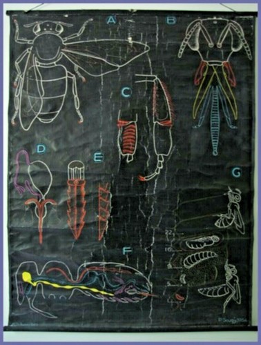 Affiche scolaire planche - scolaire,
