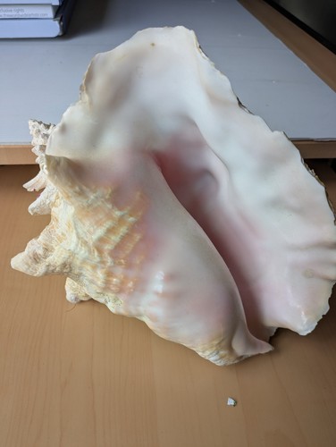 Coquille conque - coquille,