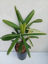 Rhapis japonica  "Kodaruma