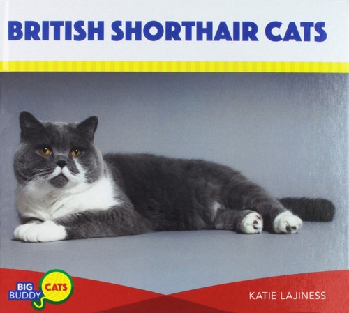 British shorthair cats big - british,