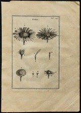 1719 - Fleur Aster - Gravure