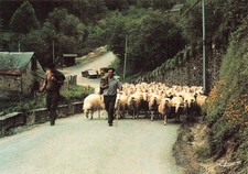 65 LES PYRENEES TROUPEAU DE