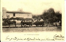 (S-49753) FRANCE - 63 - NON SITUEE CPA ATTELAGE MIXTE CHEVAL ET BOEUFS     BOUGE