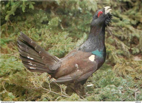 Carte postale animaux - postale,