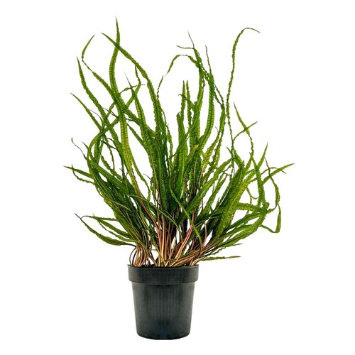 Plante mère aquarium - plante, d'aquarium