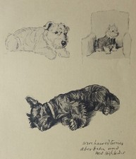 Lithographie originale de Cecil ALDIN, terrier, west highlander, westie, chien