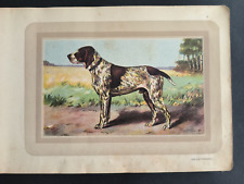 Chien de Chasse, Braque Français, planche couleur, Castellan, Malher, Samat,1938