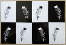 photo damier noir et blanc Plume de paon négatif positif curiosité tirage  1980