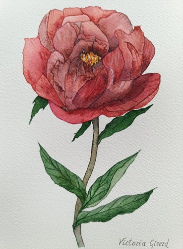 Pivoine bordeaux peinture - pivoine, bordeaux,
