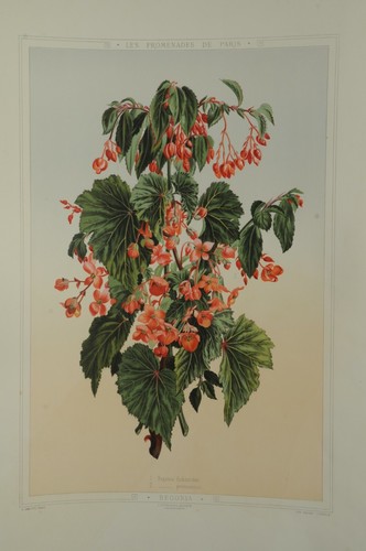 Lithographie couleur originale