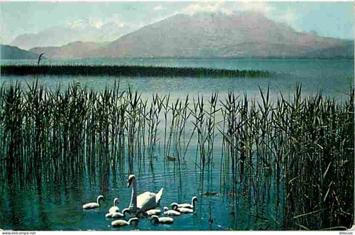 Carte postale animaux - carte,