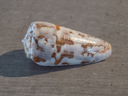 Coquillage new conidae - new,