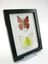 2 vrais beaux papillons d'élevage soignés dans la vitrine - murale - A-02-h-18