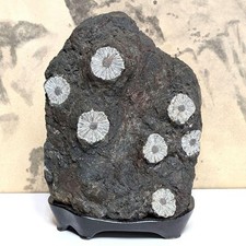 Suiseki Bonseki Bonsaï Jardin