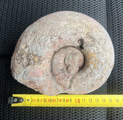 Superbe ammonite fossile