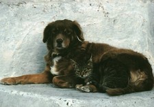 Carte postale les chats de