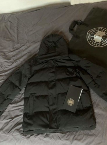 Canada goose - canada,