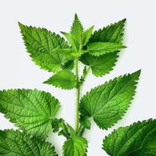 1000 Graines d'Ortie Sauvage