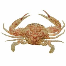 Crabe bordeaux naturalisé -