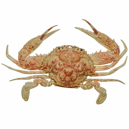 Crabe bordeaux naturalisé - ,
