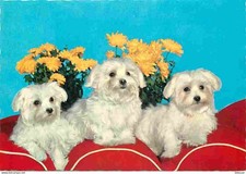 Animaux - Chiens - Bichon Maltais - Carte Neuve - CPM - Voir Scans Recto-Verso