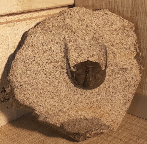 Trilobite onnia superba - onnia, de