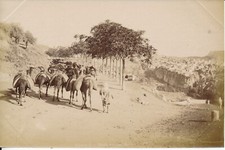 ALGERIE c. 1880 - Caravane de Chameaux près Ville Tirage N.D. Albuminé - AFP 257