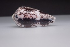 65 - Conus (Darioconus)