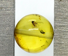 AMBRE avec insecte perle ronde