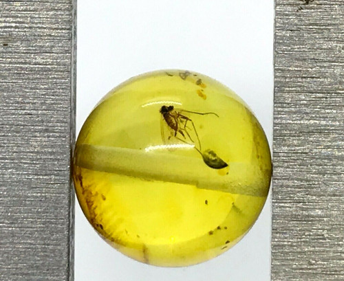 Ambre avec insecte perle - avec,
