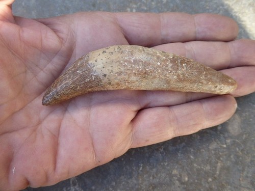 Canine fossilisee - fossilisee, de