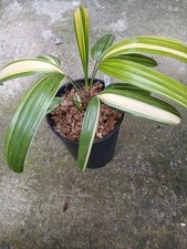 Rhapis japonica  "Tezan