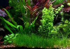 Dwarf Hair Grass Clump
