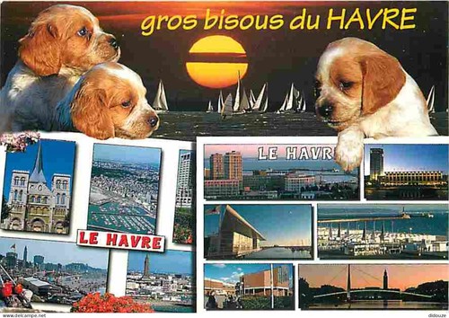Carte postale animaux - postale,