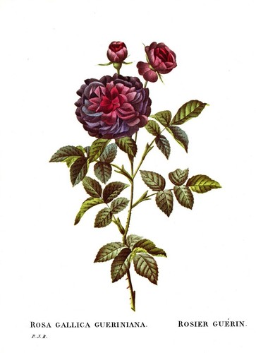 Botanical Print, Redoute