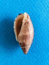 Lyria pauljohnsoni 32,1 mm