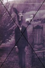  curiosité , oddities : photo " homme a tête de biche"