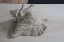 ancien COQUILLAGE STROMBUS GEANT ALIGER CONQUE LAMBI 21.5cm 1.35kgs (3)