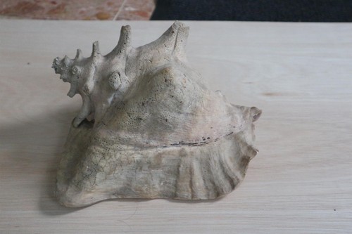 Ancien coquillage strombus - coquillage,