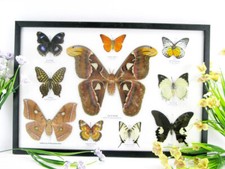 10 vrais beaux papillons