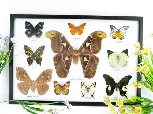 Vrais beaux papillons - 10,