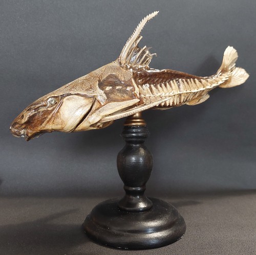 Cabinet curiosités poisson - cabinet,